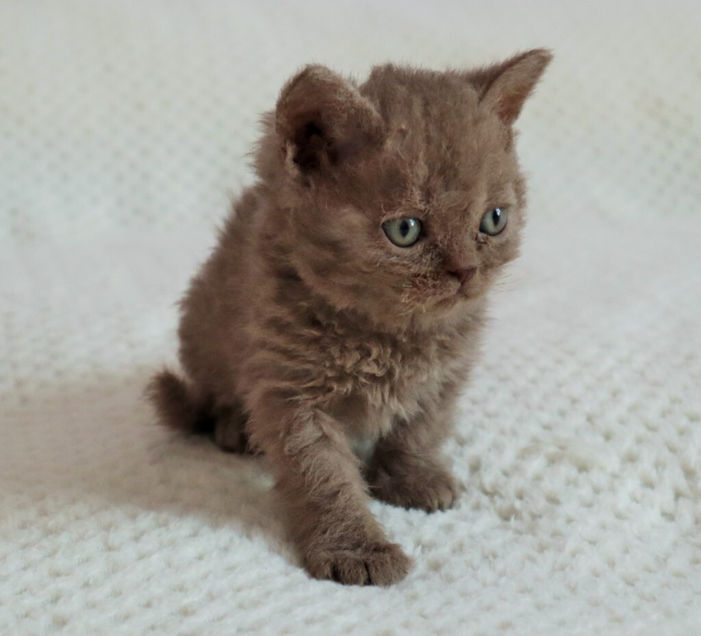 devon rex gumtree